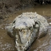 crocodile_american_tar_v_1551_cos2554.jpg